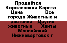 Продаётся!     Королевская Карета › Цена ­ 300 000 - Все города Животные и растения » Другие животные   . Ханты-Мансийский,Нижневартовск г.